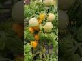 Урожайный томат для дома, балкона и сада #сад #garden #огород