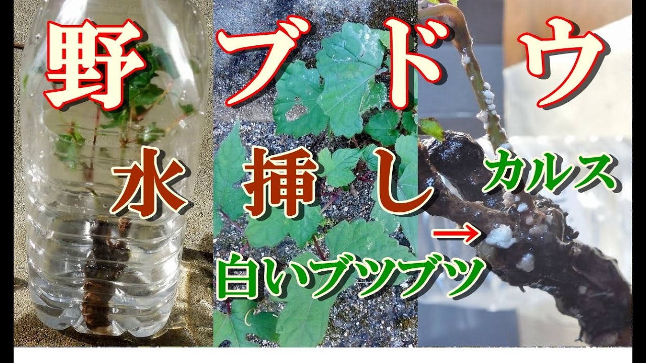 トールペイント作品 ぶどう水差し 密閉水挿し 野葡萄 発根】bonsai 道端採りノブドウ ペットボトルで水