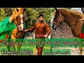 Zuljanah badshah phillora sialkot  horse of imam hussain as  zuljanah vlog 2023 zuljanah skt