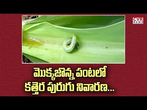 మొక్కజొన్న పంట లో కత్తెర పురుగు నివారణ :   Sweet Corn (Mokka Jonna) Cultivation In Srikakulam Dist