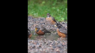 Robins splashing and arguing in the rain #birdwatching     Full video link in description