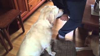 Lab's Adorable High Five, Low Five and Knuckles by Stephanie Vallee 886 views 8 years ago 9 seconds