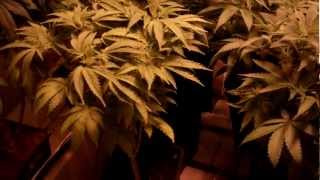 3 strain pheno hunt part 2