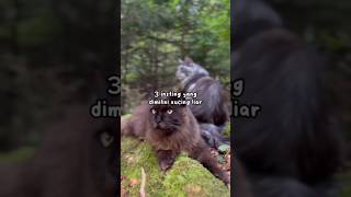 Insting Yang Dimiliki Kucing Liar