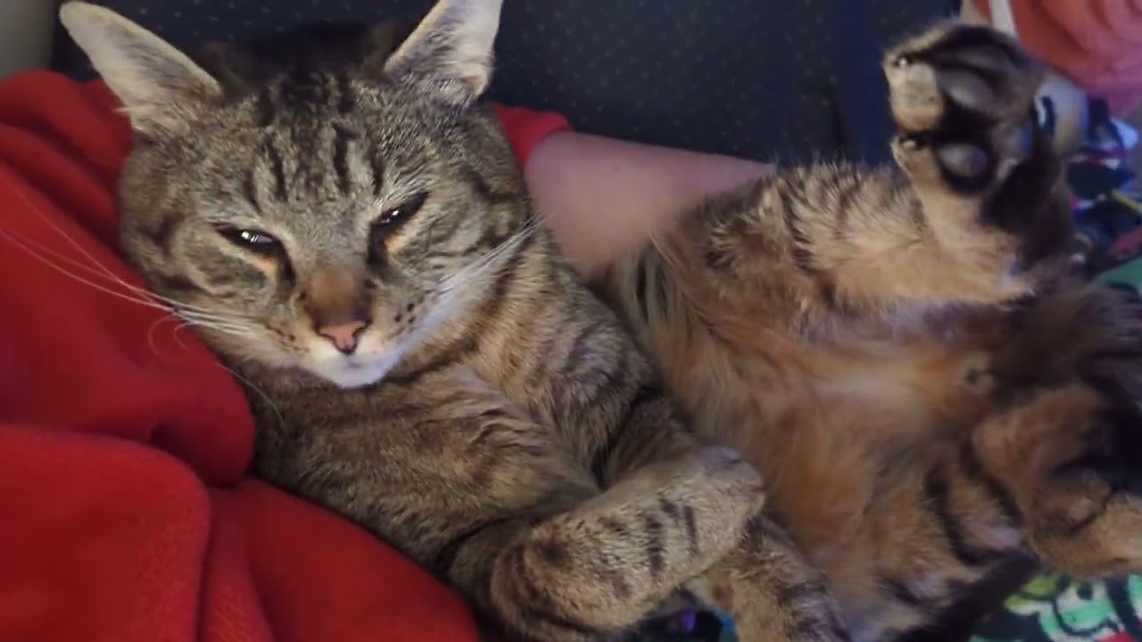 Ziggy cat is pretty cute.. he likes being held like a baby.2-25-26