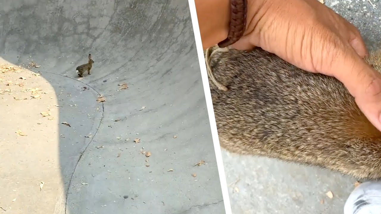 Lo skater vuole liberare l'animale spaventato. Quando gli tende la mano, fa tenerezza!