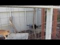 Our Cat Enclosure and Cat Run (DIY Pet Project) Our Cat Enclosure and Cat Run (DIY Pet Project)