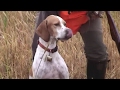 Quail hunting with pointing dogs - Ultimate Hunting Quail hunting with pointing dogs - Ultimate Hunting