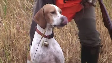 Quail hunting with pointing dogs - Ultimate Hunting