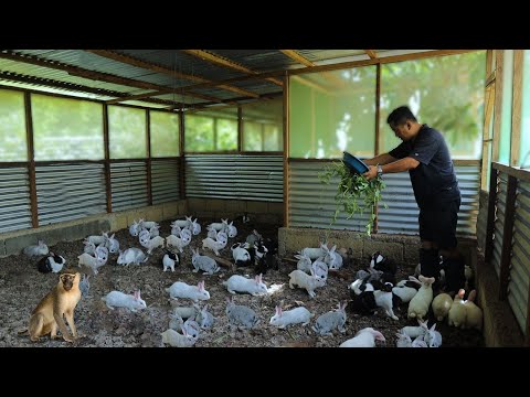 Video: Everything About Rabbit Breeding As A Business