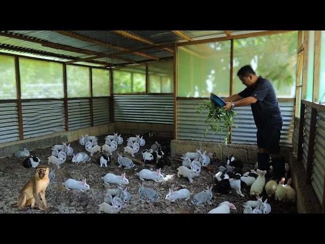 RABBIT FARMING│ Everything you need to know about RABBIT RAISING! How to become successful class=
