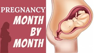 Pregnancy Month by Month | Fetal Development Month by Month