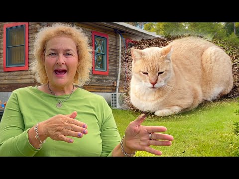Cats and Chickens