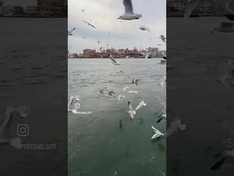 جومانا ملاح و سنين هتعدي جومانا