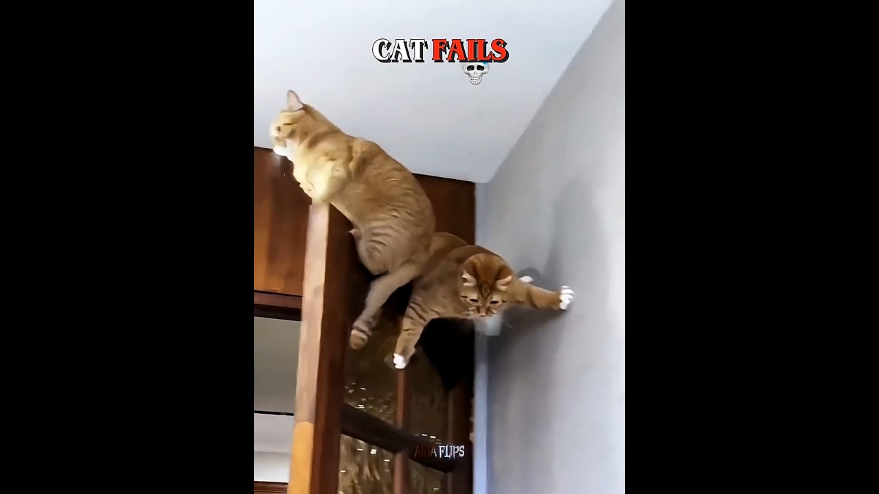 This Cat Failed So Bad 💀🗿 #cats #catvideos #catfails