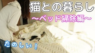 ベッドの掃除してたら猫に邪魔されまくりで楽しいｗ