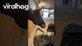 Horse Entertains Baby || ViralHog