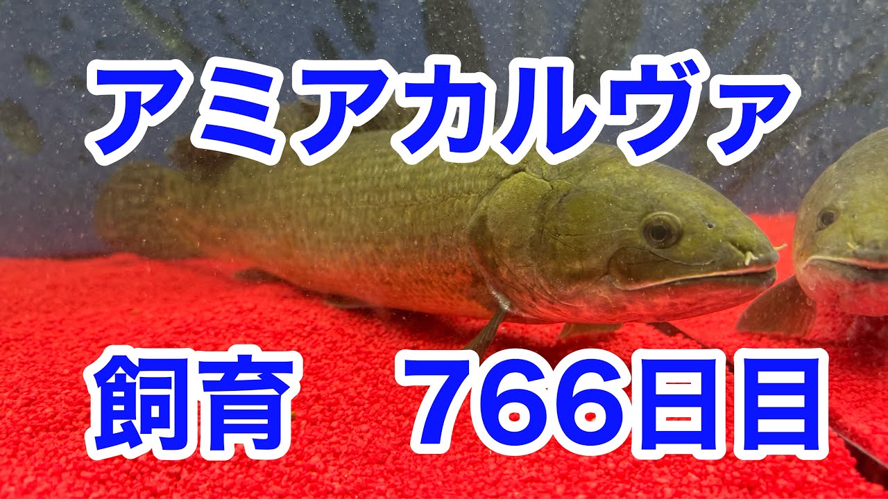 急募 アミアカルヴァ 古代魚 古代魚】アミアカルヴァ766日目 - YouTube