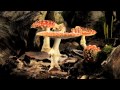 Fly agaric toadstool growing timelapse