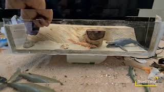 DIY Epoxy Resin Deep Ocean Diorama | Shell Art with Sharks, Whales & Marine Life DIY Epoxy Resin Deep Ocean Diorama | Shell Art with Sharks, Whales & Marine Life