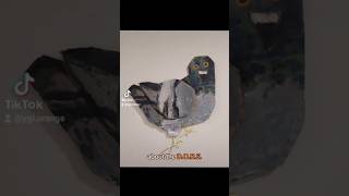 Dave, Karl, And Kevin Share Karls Brain Cell