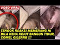Download Lagu TENGOK REAKSI MEMERANG NI BILA KENA KEJUT BANGUN TIDUR, COMEL GILERRR !!!