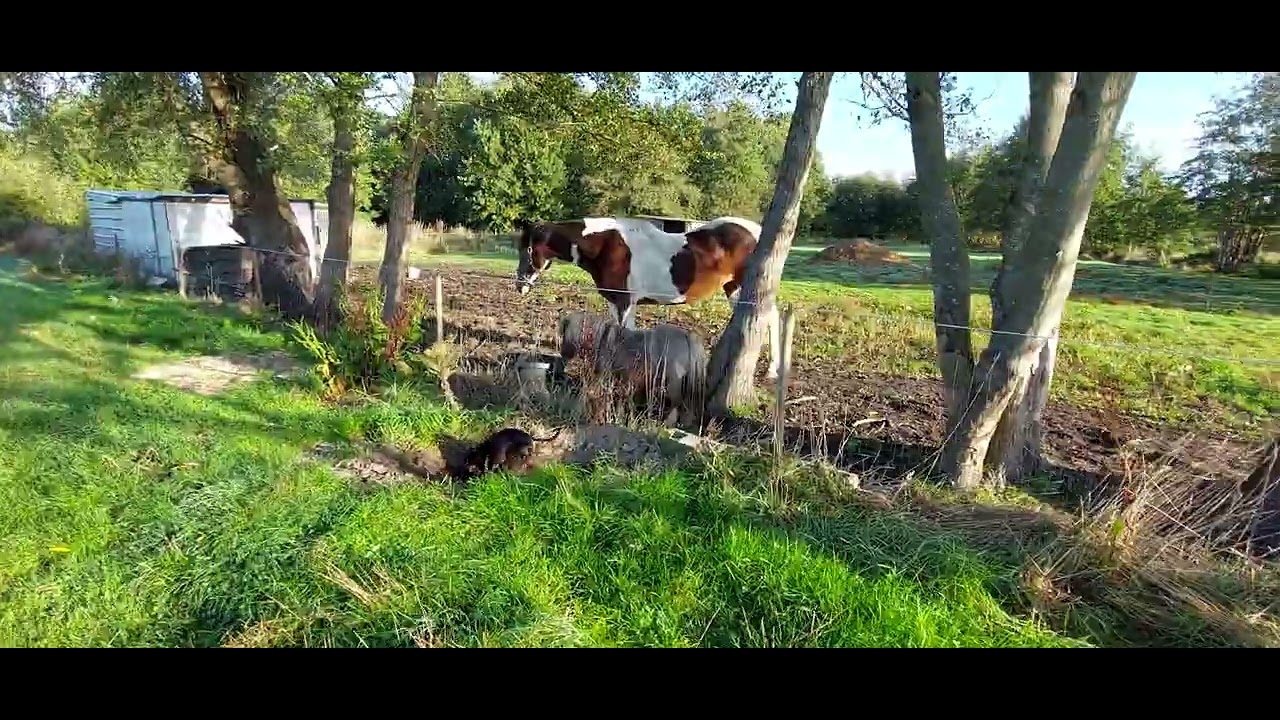 Ferocious dachshund digs tunnel to save friends YouTube