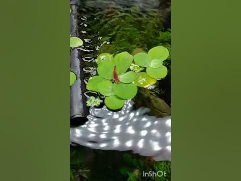 🍒 #аквариум #креветки #аквариумист #креветочник #загарает - YouTube