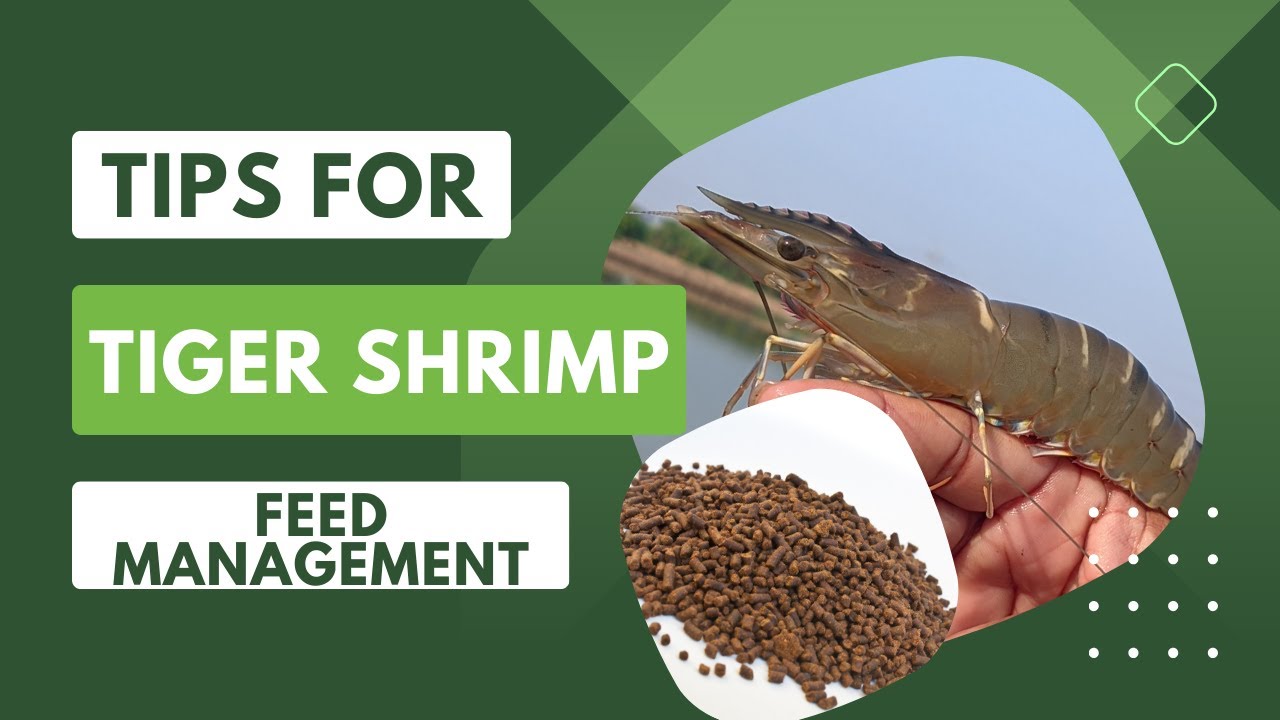 Tips for tiger shrimp feed management (English)