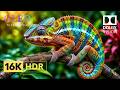 Breathtaking Nature in 4K HDR 120FPS | Dolby Vision Ultra HD Experience (8K/4K TV)