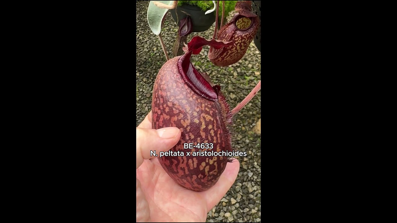 Spotlight on N. peltata x aristolochioides | BE-4633 | New