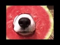 Funny cats and dogs-can't stop laughing !