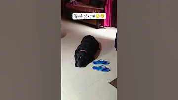 Bhairav Sbse Seedha Bcha Hai Shorts Doglover Labrador 