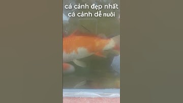 Cá  Cảnh Đẹp  Nhất  Thế  Giới  Nuôi  Cá  Chép  Cảnh