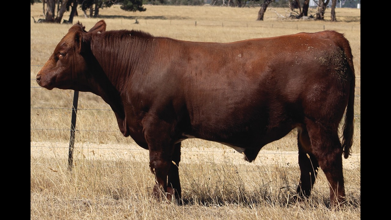 LOT 27 EXMOOR RAWHIDE V195