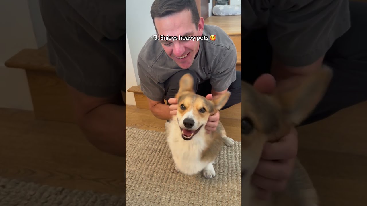 Cute Things My Corgi Does