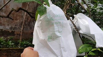 TÚI BAO TRÁI BƯỞI CHUYÊN NGHIỆP : 0968 12 9996