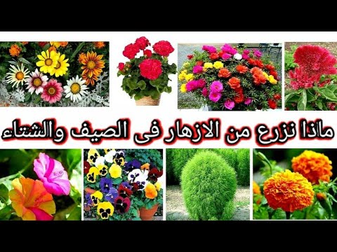 فيديو: ملامح زرع الزهور المعمرة في يوليو