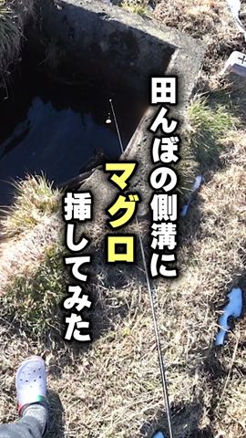 田んぼの側溝に「マグロ」を突っこむと・・・!!!