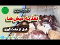 نکاتی مهم در مورد تغذیه میش ها قبل از جفت گیری