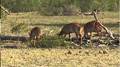 June 11 WildEarth Safari AM drive: Styx Lionesses and Cubs - YouTube