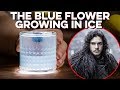 Blue Flower Growing in the Wall - A Toast to Jon Snow | How to Drink