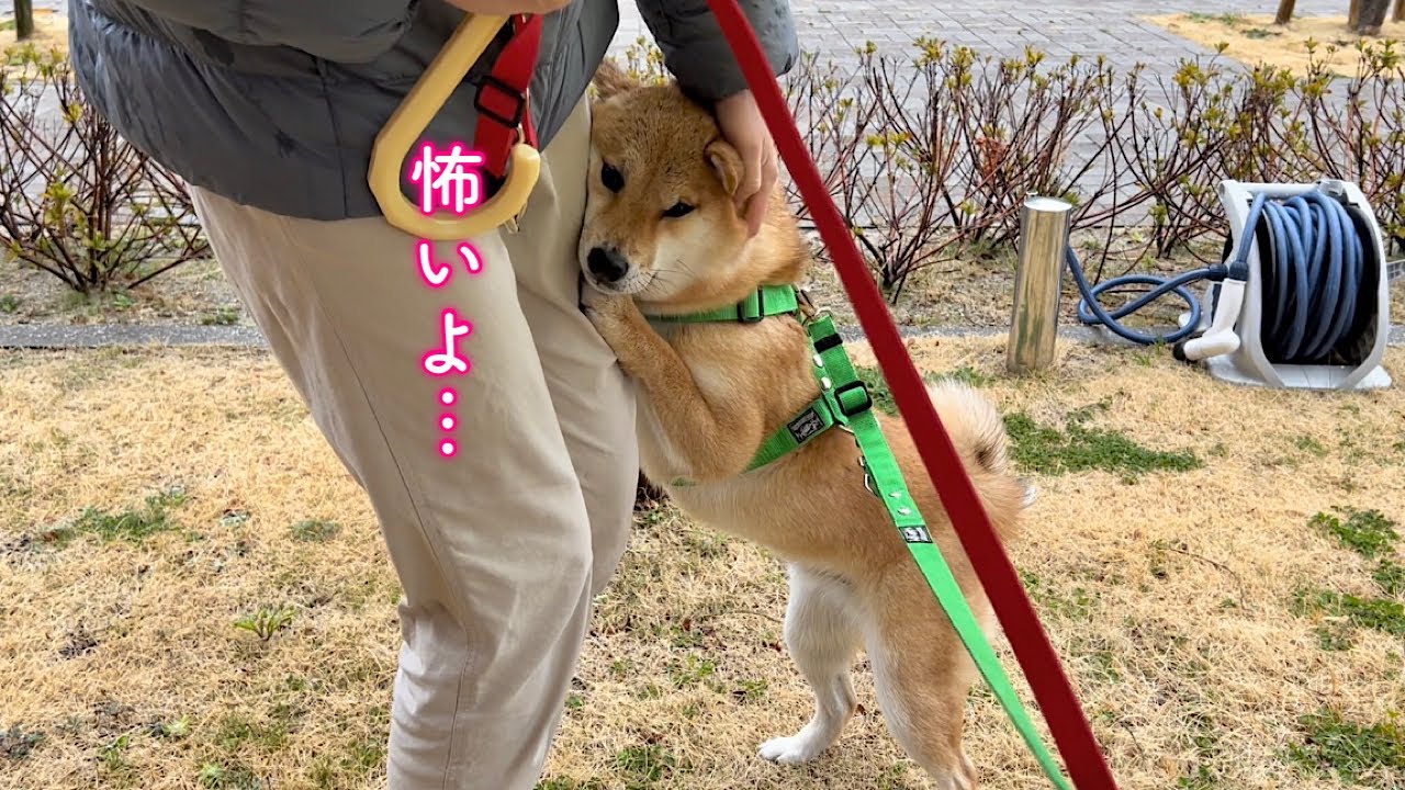 ちょっと怖いことがあるとすぐにママにへばり付いて助けを求めるママっ子な柴犬が可愛い