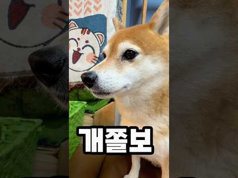 천둥소리에 기겁하는 시바견 <strong>곰이</strong>