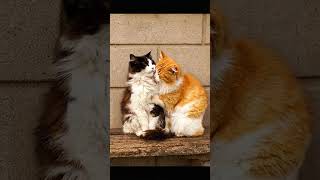 soft love in a loud world #cat #magichour #fyp #catlover #us
