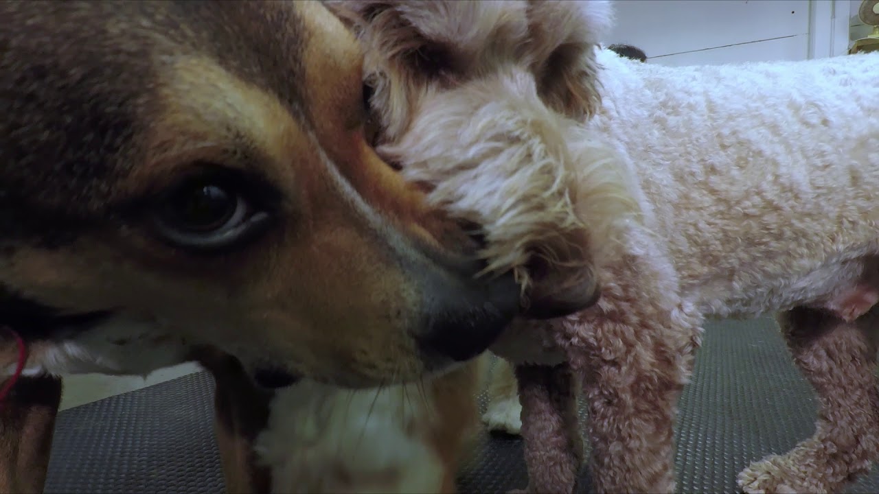 Hound Lounge Dog Daycare Wellington YouTube