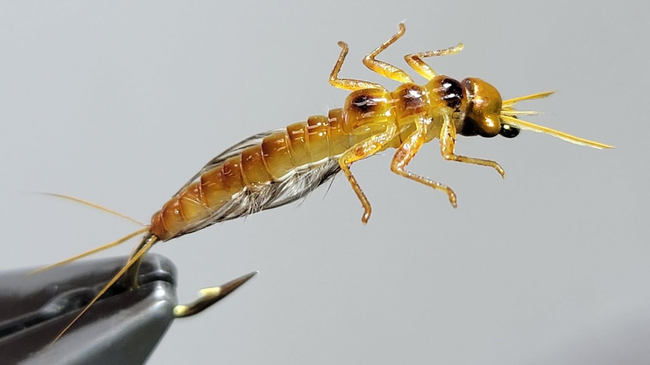 One method of tying a burrowing mayfly nymph. Order Ephemeroptera ...