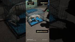 வில்லாபுரம் Rescue release 🐕🧎🏽 இரண்டு பிள்ளைகள் ❤️🐕#kevafoundationrelease