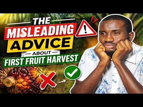 The Truth Behind Not Harvesting First Fruit in Oil Palm Farming
