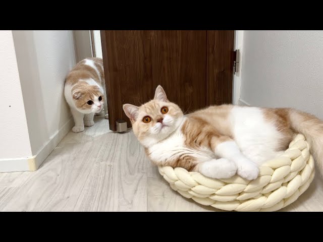 半年ぶりに兄の姿を見た猫がまさかのこうなっちゃいました… - YouTube